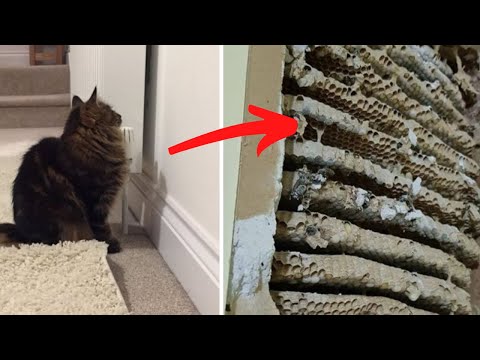 YouTube video about: Why does my cat stare at the ceiling?