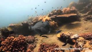 preview picture of video 'Philippines Divesite - Apo Island Coconut Point'