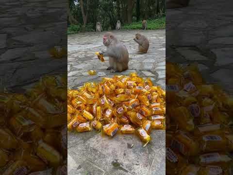 #monkeyeating  #DanceMonkey / #FunnyMonkey /  #FunnyMonkey / #dancemonkey  Ept:193