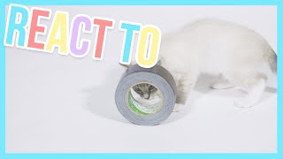 How will Freddy the kitten react to objects? - React to | Furry Friends