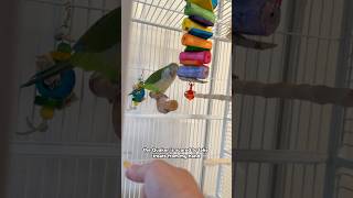 Getting Quaker Comfortable Taking Treats Through Open Cage Door