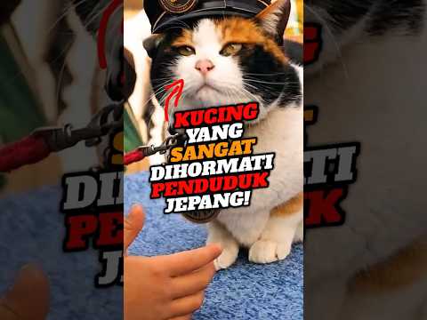 Tama Cat Station 😿 | Anime Jepang #anime