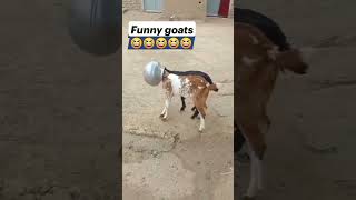 Download lagu #funny #animals #goat #sound #memna #baby #beatlyapp #duet mp3