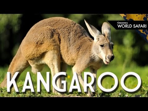 カンガルーは30フィートの高さをジャンプすることができます