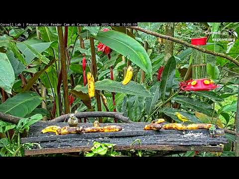 Dusky-faced Tanagers Kick Off Diverse Group Of Visitors At Panama Fruit Feeder – Aug. 8, 2022