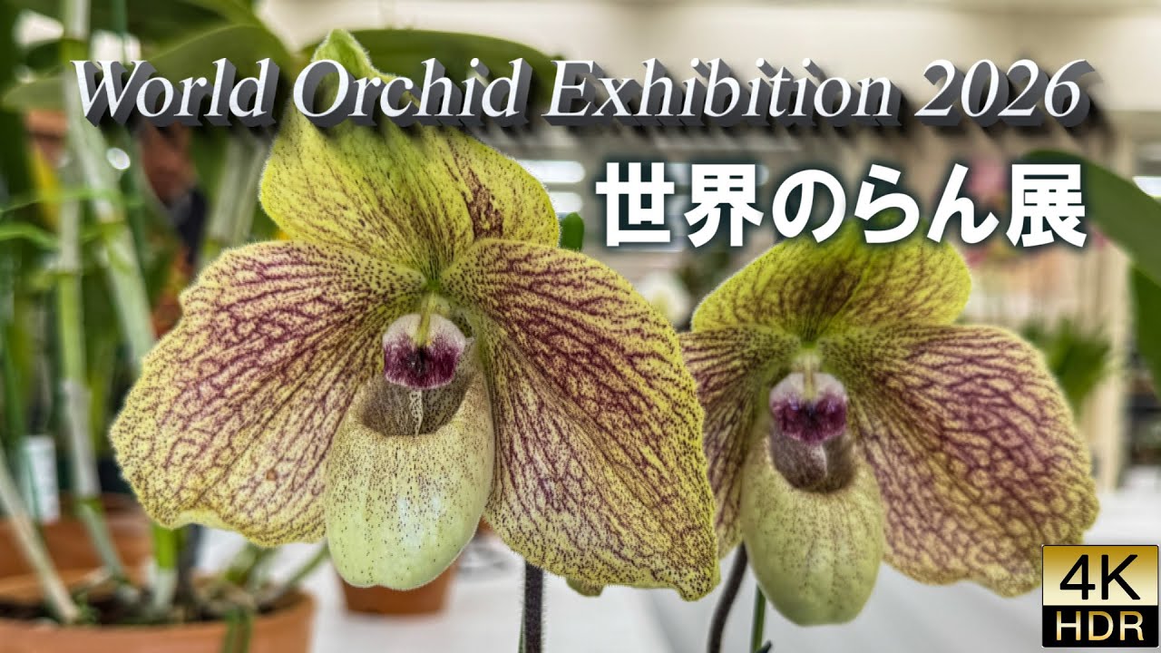 World Orchid Exhibition 2026 . Exquisite Orchids from Around the World in Japan’s Midwinter.世界のらん展