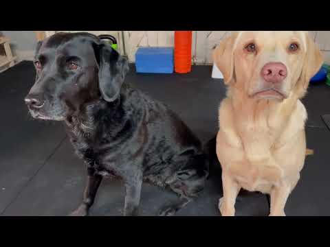 Olive and Mabel - Home Gym