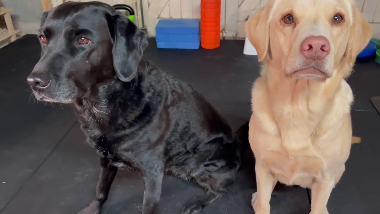 Olive and Mabel - Home Gym