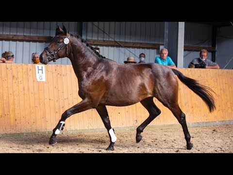 Nr. 2   Hengst "Limao" von Ostinato xx - Herzkristall *2018