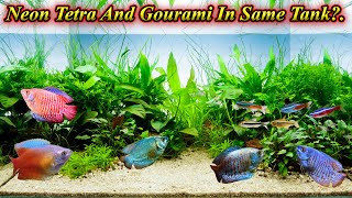 Can We Keep Neon Tetra And Dwarf Gourami In Same Tank?... Territorial Fish?... / Fish Aquarium Tamil