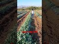 Sagar King Gold Watermelon By Sagar Biotech Pvt Ltd Surat