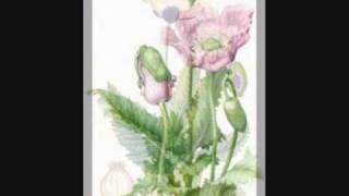 heroes del silencio , opio