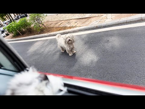 I graduated... and took the campus stray dog with me.