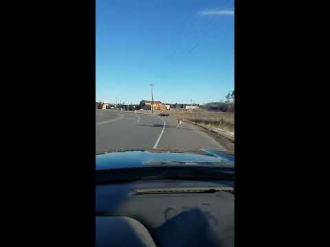 Rare Timber Wolf Caught on Video near Rice, MN