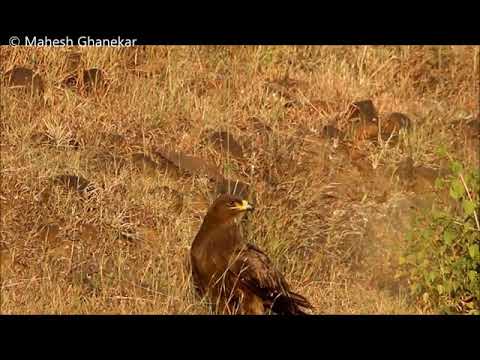Steppe Eagle — Aquila nipalensis — call and flight