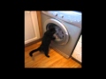 Cat Vs Washing Machine The Translation