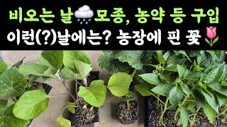비오는 날☂️ 모종, 농약 등 구입???? 이런(?)날에는? 농장에 핀 꽃????