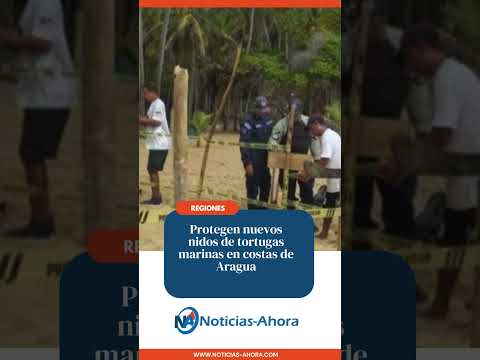 Protegen nuevos nidos de tortugas marinas en costas de Aragua