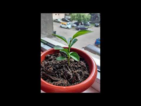 The progress of my lemon tree! From day 1 to day 100. Lemon tree time lapse.