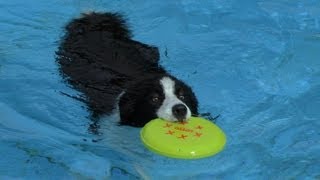 preview picture of video 'Hundeschwimmen im Freibad Eltmann 2013'