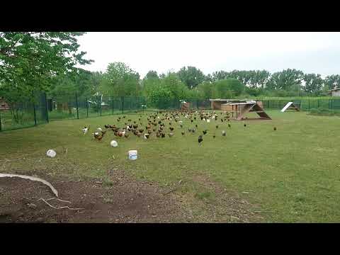 Jeden Morgen der Hammer :) Hühner Rennen