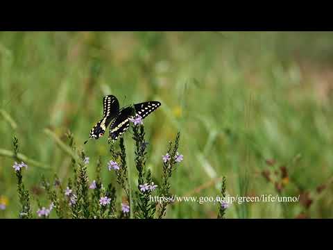 クロキアゲハ　Black swallowtail in flight