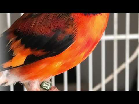 download lagu mp3 mp4 Cardinalito Da Venezuela, download lagu Cardinalito Da Venezuela gratis, unduh video klip Cardinalito Da Venezuela