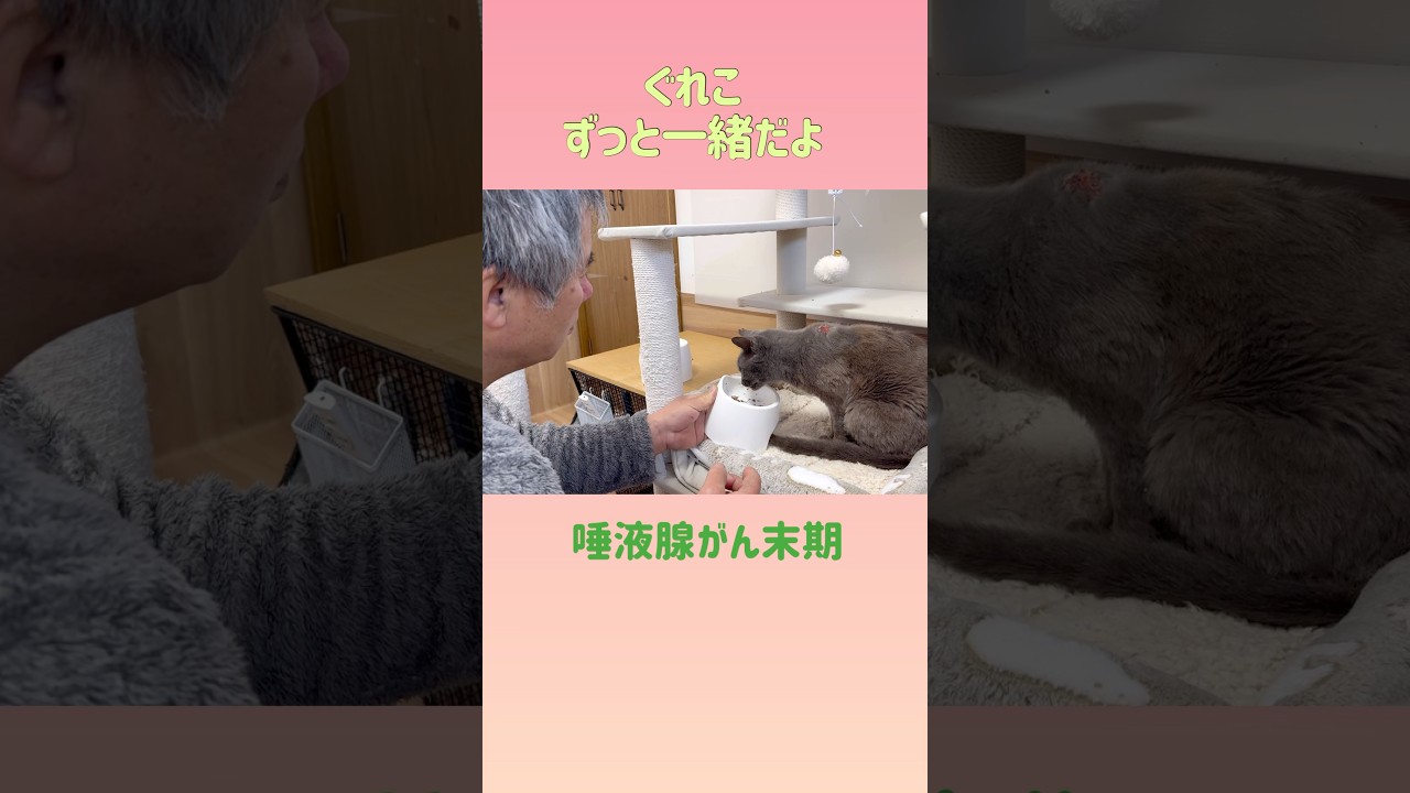 療養食を狙う猫　#猫末期がん#保護猫 #元野良猫