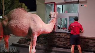 Rescue Camel Goes To In N Out For French Fries | LAS VEGAS, NV