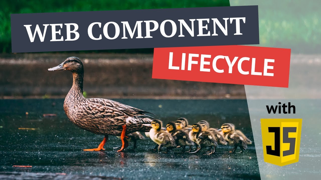 The Web Component Lifecycle and vanilla JavaScript