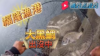 福隆漁港  大黑格出沒