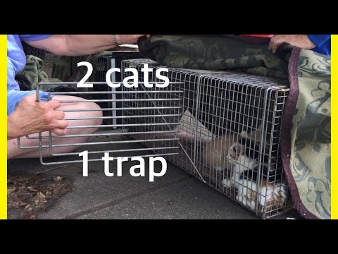 Trapping feral cat tips  How to separate cats in trap using forks- 2 cats in a trap, now what?!