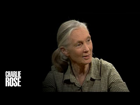 Jane Goodall’s life with Chimpanzees | A Charlie Rose Global Conversation