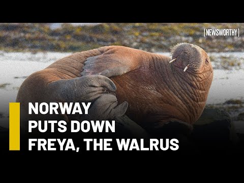 Why did Norway euthanize Freya, the Walrus  I Newsworthy x Anubha Bhonsle