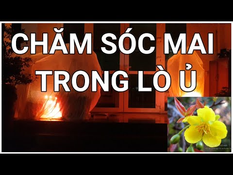 🔴 QBS2174 - CÁCH CHĂM SÓC MAI TRONG LÒ Ủ || CÁCH KÍCH NỤ MAI VÀNG MIỀN BẮC NỞ KỊP TẾT || MAI VÀNG