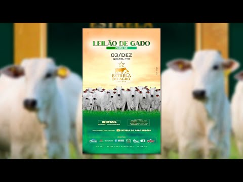 LEILÃO GADO DE CORTE ESTRELA DO AGRO LEILÕES  FAINA-GO 03/12/2025 | Leilão ao Vivo - Leilão de Gado