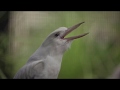 Albino Kookaburra Laughing In Slow Motion Is Hilarious