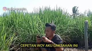 Download lagu STORY WA LUCU JAWA CERITA KEHIDUPAN | KUDU SABAR mp3