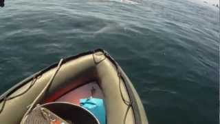 preview picture of video 'Les dauphins de l'île de Sein (Tursiops truncatus), 26 juin 2010'