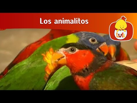 Los animalitos- El gorila y el loro, Luli TV