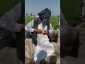 Beri Wala Ghar Baba Ji Ki Awaz Main