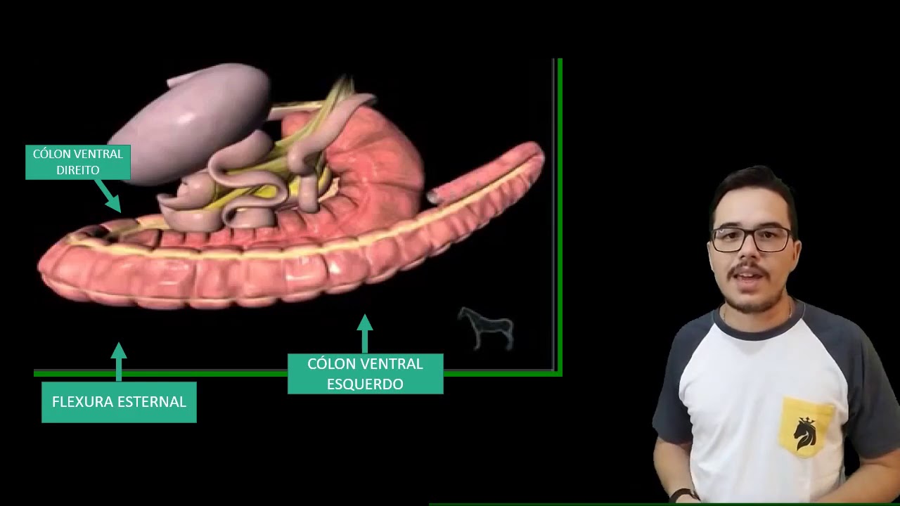 ANATOMIA DO TRATO GASTROINTESTINAL DO EQUINO