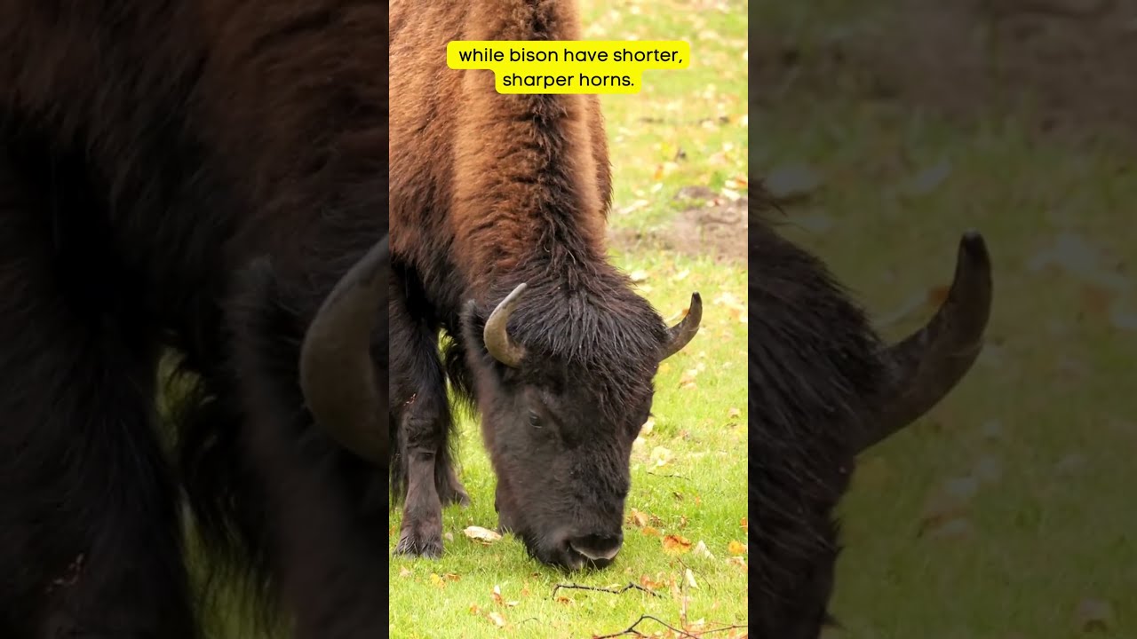 Bison vs Buffalo The Key Differences! #facts #wildlife#animals #nature #science #funfacts #bison