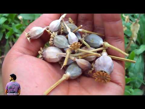 How to collect poppy flower seeds