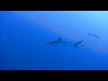 X8 Silky Shark, M/V Emperor Leo, Malediven