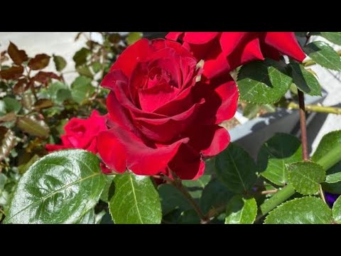 Nazm - Tera Phool Phool Chehra