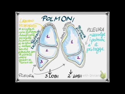 I polmoni-Visual Map