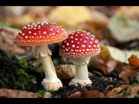 How to pronounce "Fungi"