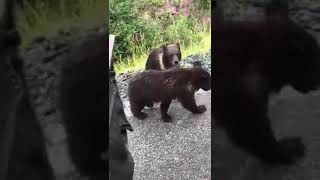 [翻譯] 日本怪談：野貓