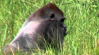 preview picture of video 'Mbeli Bai Republic of Congo-Cincinnati Zoo'